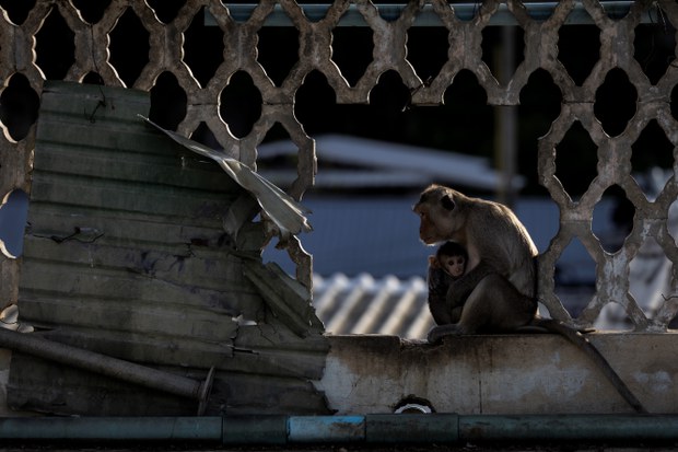 10-macaques-09.jpg