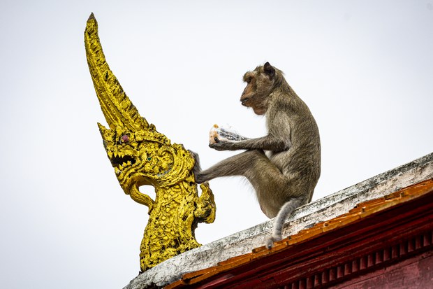 12-macaques-22.jpg