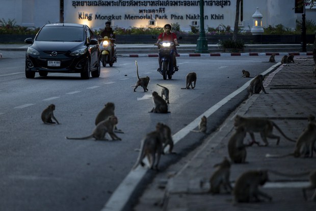 2-macaques-04.jpg