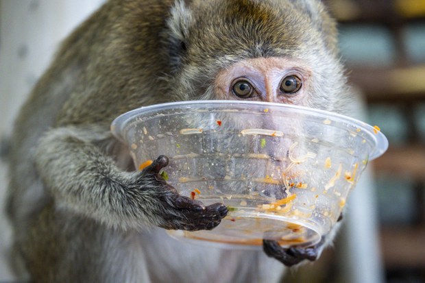 5-macaques-14.jpg
