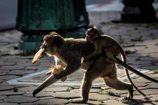 6-macaques-13.jpg