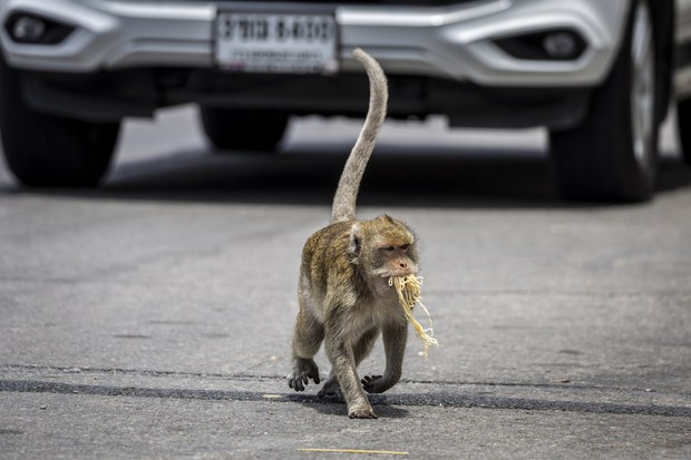 7-macaques-10.jpg