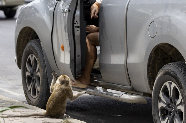 8-macaques-19.jpg