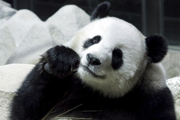 th-china-panda.jpg